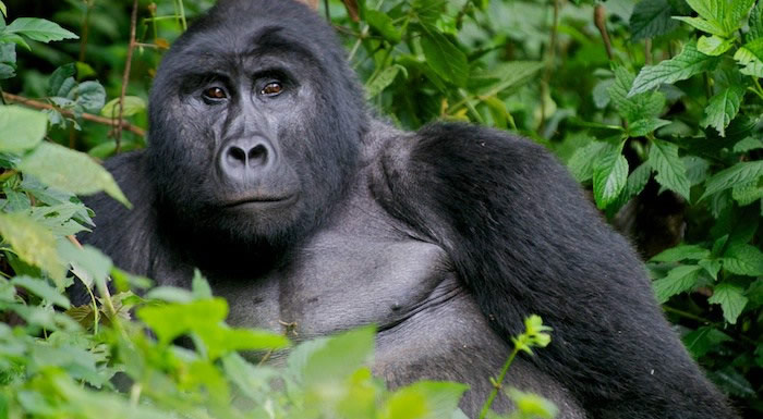 Rwanda Gorilla Trekking